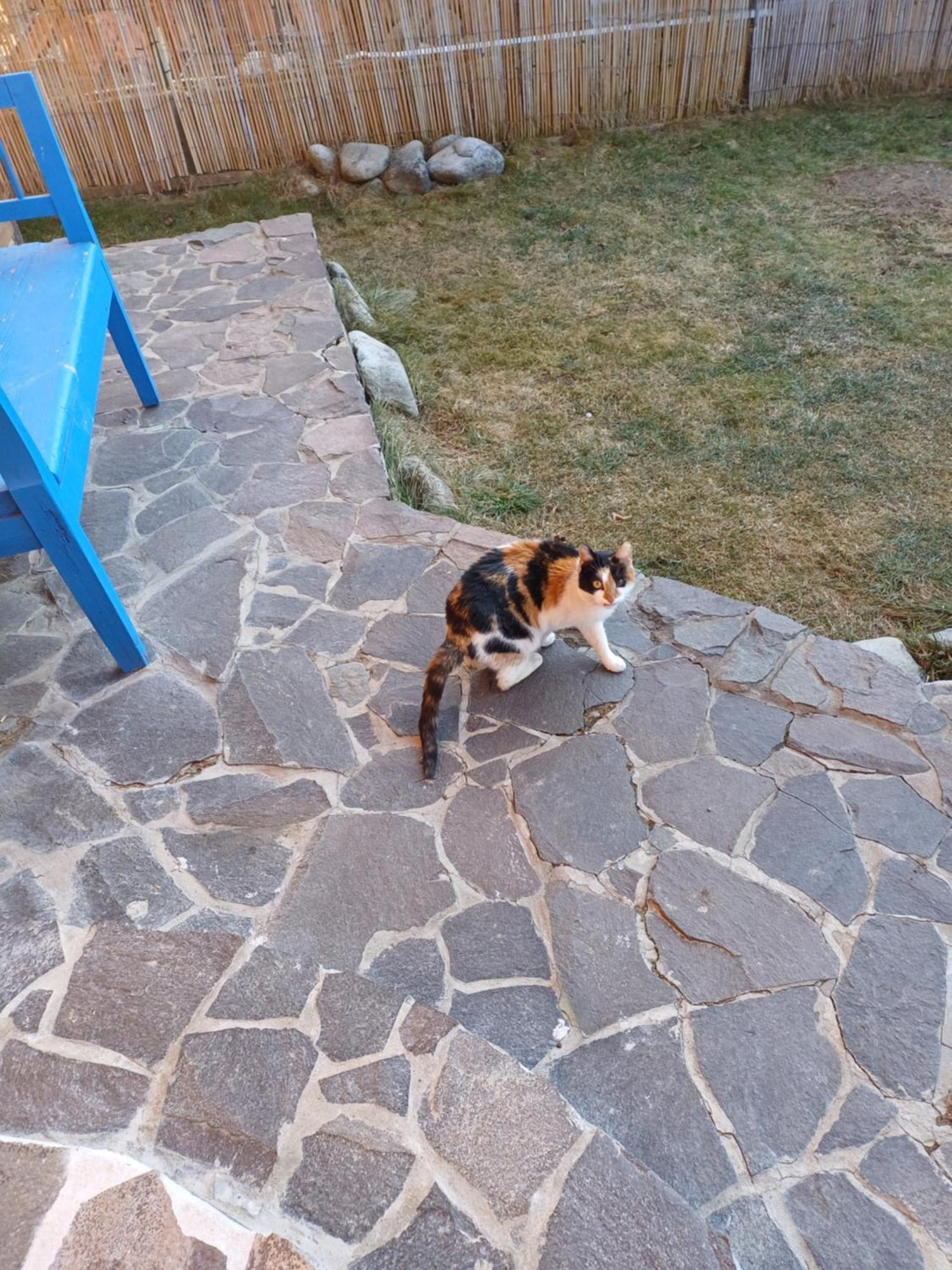 Apartmán Drevenica Zapadne Tatry S Kupacou Kadou A Krbom Žiar Exteriér fotografie